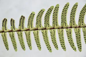 Fresh Green Leaves Drucke: One separate green leaf of spring season
