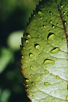 Water Drop On Leaf Drucke: One separate green leaf with water drops on it