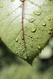 No People In The Background Drucke: One separate green leaf with water drops on it