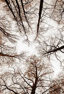 Coloured Trees Europe Drucke: Sepia colours, Bare trees from below