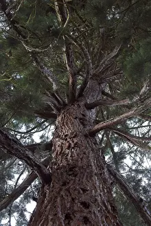 Nature Flora Photography Drucke: Detail of sequoia