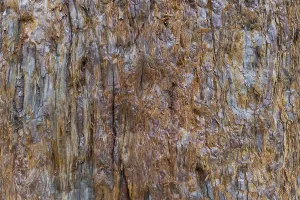 Coniferous Tree Bark Drucke: Sequoia bark (Sequoioideae), tree bark