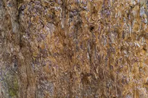 Tree Trunk Texture Drucke: Sequoia bark (Sequoioideae), tree bark