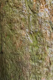 Tree Trunk Texture Drucke: Sequoia bark (Sequoioideae), tree bark