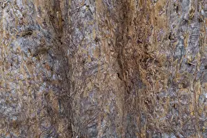 Tree Trunk Texture Drucke: Sequoia bark (Sequoioideae), tree bark
