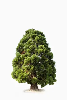Cupressaceae Family Trees Drucke: Sequoia (Sequoioideae)