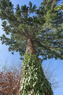 Southern Germany Trees Drucke: Sequoia (Sequoioideae), Bavaria, Germany