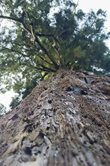 Northern German Forests Drucke: Sequoia (Sequoioideae), tree trunk