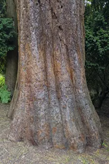 Sequoia Tree Trunk Drucke: Sequoia (Sequoioideae), tree trunk