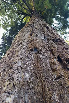 Uninhabited German Forests Drucke: Sequoia (Sequoioideae), tree trunk