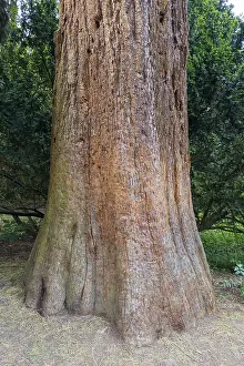 Mammoth Tree Trunks Drucke: Sequoia (Sequoioideae), tree trunk