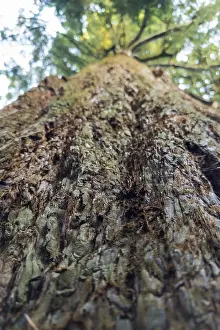Sequoia Tree Trunk Drucke: Sequoia (Sequoioideae), tree trunk