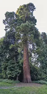 Sequoia Tree Trunk Drucke: Sequoia (Sequoioideae), tree trunk
