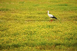Ornithology Images Drucke: A serene image capturing a White Stork