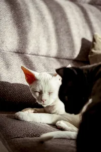 Drucke von Ein ruhiges Bild, das zwei Devon Rex-Katzen zeigt, die sich in der Sonne auf einem Sofa ausruhen Devon Rex Drucke: Ein ruhiges Szenario mit zwei Devon Rex Katzen