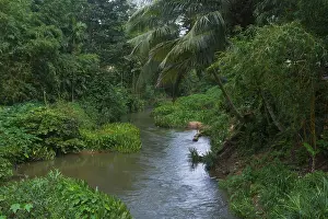 Southeast Asia Nature Scene Drucke: A serene stream flows through lush