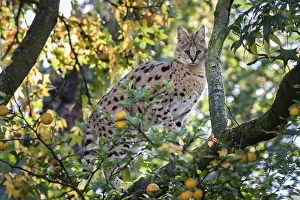 Drucke von Serval (Leptailurus serval) sitzt in Baum, Krefeld Zoo, Deutschland Serval Drucke: Serval (Leptailurus serval) sitzt in Baum.