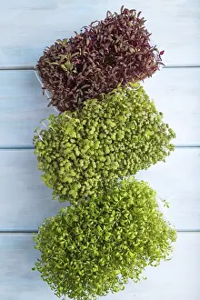 Agricultural Crop Pictures Drucke: Set of boxes with microgreen sprouts of amaranth