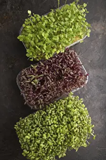 Leafy Vegetables Drucke: Set of boxes with microgreen sprouts of amaranth