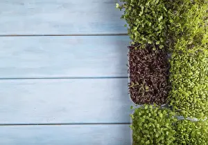 Blue Wooden Background Image Drucke: Set of boxes with microgreen sprouts of amaranth
