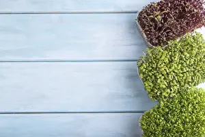 Vegan Meal Inspiration Drucke: Set of boxes with microgreen sprouts of amaranth
