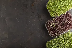 Healthy Salad Ingredients Drucke: Set of boxes with microgreen sprouts of amaranth