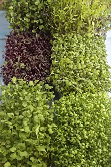Amaranth Sprouts Drucke: Set of boxes with microgreen sprouts of amaranth