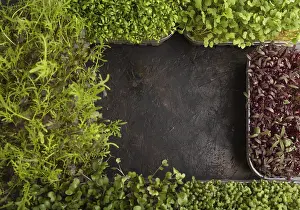 Rucola Salad Drucke: Set of boxes with microgreen sprouts of amaranth