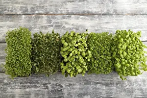 Basil Sprouts Drucke: Set of boxes with microgreen sprouts of green basil