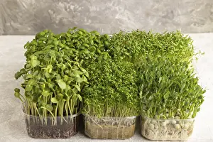 Basil Sprouts Drucke: Set of boxes with microgreen sprouts of green basil