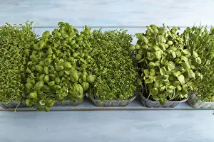 Basil Sprouts Drucke: Set of boxes with microgreen sprouts of green basil
