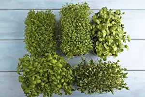 Basil Sprouts Drucke: Set of boxes with microgreen sprouts of green basil