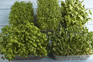 Basil Sprouts Drucke: Set of boxes with microgreen sprouts of green basil