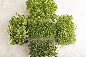 Basil Sprouts Drucke: Set of boxes with microgreen sprouts of green basil