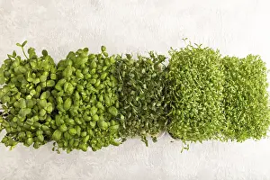 Fresh Produce Drucke: Set of boxes with microgreen sprouts of green basil