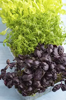 Healthy Meal Nutrition Drucke: Set of boxes with microgreen sprouts of marigold