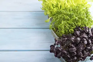 Copy Space For Text Images Drucke: Set of boxes with microgreen sprouts of marigold