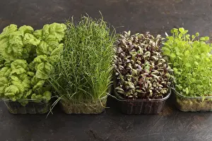 Fresh Basil Drucke: Set of boxes with microgreen sprouts of onion
