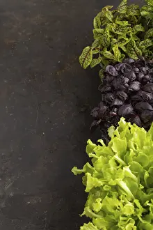Leafy Vegetables Drucke: Set of boxes with microgreen sprouts of purple basil
