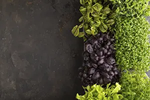 Fresh Produce Drucke: Set of boxes with microgreen sprouts of purple basil