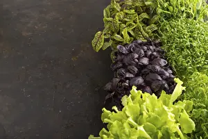 Umbellifer Flowers Drucke: Set of boxes with microgreen sprouts of purple basil