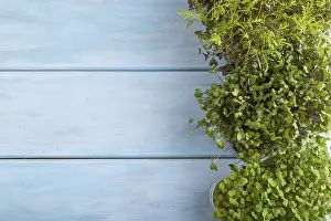 Green Salad Ingredients Drucke: Set of boxes with microgreen sprouts of rucola