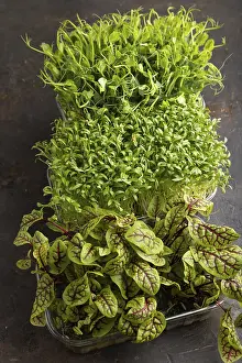 Healthy Eating Salad Ingredients Drucke: Set of boxes with microgreen sprouts of sorrel