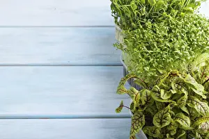 Fresh Produce Drucke: Set of boxes with microgreen sprouts of sorrel