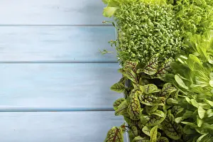 Leafy Vegetables Drucke: Set of boxes with microgreen sprouts of sorrel