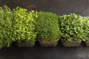 Chrysanthemum Flowers Drucke: Set of boxes with microgreen sprouts of spinach