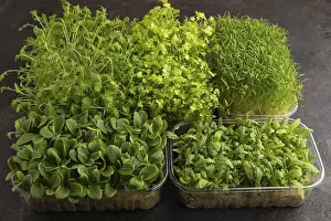 Organic Cultivation Methods Drucke: Set of boxes with microgreen sprouts of spinach
