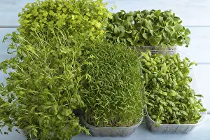 Chrysanthemum Flowers Drucke: Set of boxes with microgreen sprouts of spinach