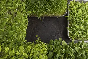 Chrysanthemum Flowers Drucke: Set of boxes with microgreen sprouts of spinach