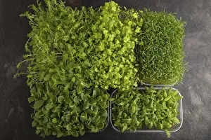 Chrysanthemum Flowers Drucke: Set of boxes with microgreen sprouts of spinach